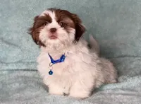 Chase- super fluffy guy! 💙, a male Shih Tzu for sale in San Antonio, TX – 4 of 6