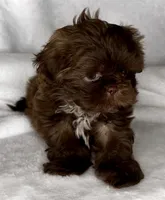 SIMBA- SMALL DOLLFACE Chocolate 🔥, a male Shih Tzu for sale in San Marcos, TX – 3 of 7