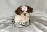 Lainey - TINY Alert 🔥🔥, a female Shih Tzu for sale in San Antonio, TX – 6 of 10