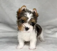 ACE- BLUE eye SMALL 🔥❤️🔥, a male Biewer for sale in San Marcos, TX – 5 of 8