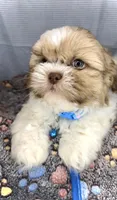 JAX- Light Eyes Violet w/ brown nose 🔥, a male Shih Tzu for sale in San Marcos, TX – Photo 2 of 6