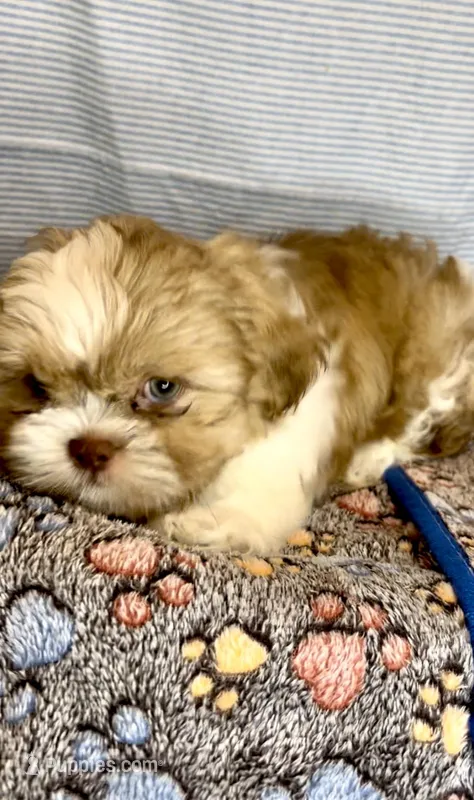 JAX- Light Eyes Violet w/ brown nose 🔥 – Shih Tzu puppy for sale in San Marcos, TX