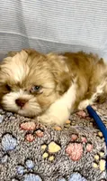JAX- Light Eyes Violet w/ brown nose 🔥, a male Shih Tzu for sale in San Marcos, TX – Photo 1 of 6