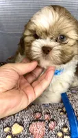 JAX- Light Eyes Violet w/ brown nose 🔥, a male Shih Tzu for sale in San Marcos, TX – Photo 3 of 6