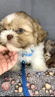 JAX- Light Eyes Violet w/ brown nose 🔥, a male Shih Tzu for sale in San Marcos, TX – Photo 5 of 6