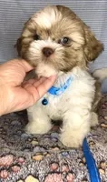 JAX- Light Eyes Violet w/ brown nose 🔥, a male Shih Tzu for sale in San Marcos, TX – Photo 6 of 6