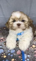 JAX- Light Eyes Violet w/ brown nose 🔥, a male Shih Tzu for sale in San Marcos, TX – Photo 4 of 6