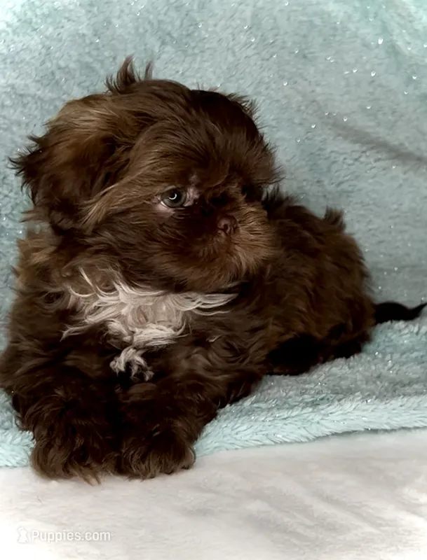 SIMBA- SMALL DOLLFACE Chocolate 🔥 – Shih Tzu puppy for sale in San Marcos, TX