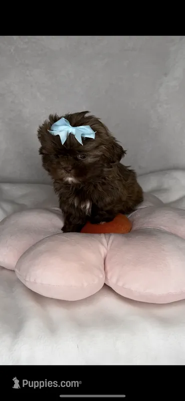 Spice- Imperial Chocolate baby 🔥❤️🔥 – Shih Tzu puppy for sale in San Marcos, TX