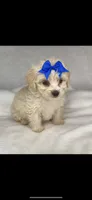 Sugar - Sweetest disposition 💕, a female Maltipoo and Poodle - Toy  for sale in San Marcos, TX – 4 of 5