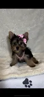 Tiffani- Small Sweet Girl 💕, a female Yorkshire Terrier for sale in San Marcos, TX – 5 of 5