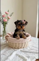Dolly- TEDDYBEAR YORKIE💯💕💕, a female Yorkshire Terrier for sale in Austin, TX – 3 of 4
