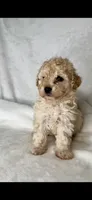 SALINA- Babydoll 💯, a female Maltipoo and Poodle - Toy  for sale in San Antonio, TX – 2 of 6