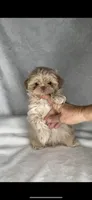 KODA- Rare Lavender*SEE VIDEO*🔥💜🔥, a male Shih Tzu for sale in San Marcos, TX – 8 of 10