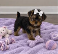 Demi- Dainty💯🔥210-753-6551, a female Yorkshire Terrier for sale in Austin, TX – 1 of 4
