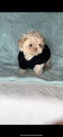 TEDDY- RARE color, SEE VIDEO! 🔥💜🔥, a male Shih Tzu for sale in San Marcos, TX – 7 of 9