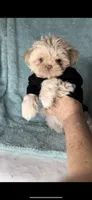 KODA- Rare Lavender*SEE VIDEO*🔥💜🔥, a male Shih Tzu for sale in San Marcos, TX – 7 of 10