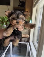 Teddy- only 2 lb now 🔥🔥🔥, a male Yorkshire Terrier for sale in San Marcos, TX – 1 of 4