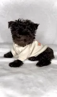 Scooter- RICH DARK CHOCOLATE 🔥❤️🔥, a male Yorkshire Terrier and Morkie for sale in San Marcos, TX – 4 of 8