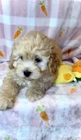 GUS- Great family pet 🔥, a male Maltipoo and Maltese for sale in Austin, TX – Photo 3 of 8