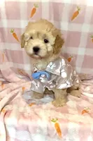 GUS- Great family pet 🔥, a male Maltipoo and Maltese for sale in Austin, TX – Photo 5 of 8