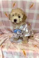 GUS- Great family pet 🔥, a male Maltipoo and Maltese for sale in Austin, TX – Photo 2 of 8