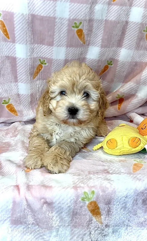GUS- Great family pet 🔥 – Maltipoo, Maltese puppy for sale in Austin, TX