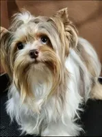 WYATT- TRI Color beauty light eyes 🔥💜🔥, a male Maltese and Morkie for sale in San Marcos, TX – 7 of 8