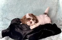 BUDDY- Brown nose/Light eyes 🔥💙🔥, a male Shih Tzu for sale in San Marcos, TX – 3 of 4