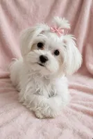 Sugar- Sweet Girl 💞💕, a female Maltipoo and Poodle - Toy  for sale in San Marcos, TX – 2 of 3
