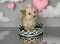 LACEY- Tiny plus BROWN NOSE 💕, a female Maltipoo and Poodle - Toy  for sale in San Antonio, TX – 2 of 6