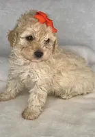 SALINA- Doll baby 💯, a female Maltipoo and Poodle - Toy  for sale in San Antonio, TX – 5 of 5