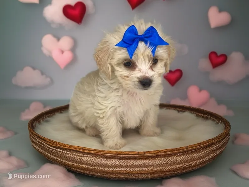 Sugar - Sweetest disposition 💕 – Maltipoo, Poodle - Toy  puppy for sale in San Marcos, TX