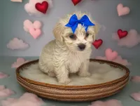 Sugar - Sweetest disposition 💕, a female Maltipoo and Poodle - Toy  for sale in San Marcos, TX – 1 of 5
