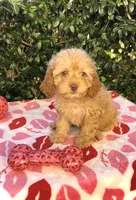 processed/a4ac2b64-d771-4ee4-b848-06afaa4ba522/listing/a6636c8a-d2dd-439b-8873-b993bd824d1e/19c600f4-5c66-4fc1-9d97-beaa47254be8