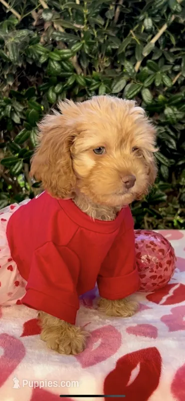 Bella- Chocolate nose 🔥