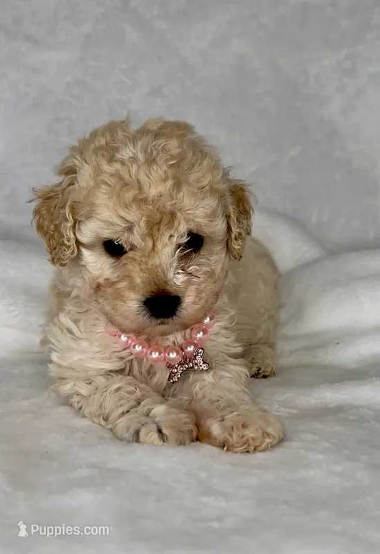SALINA- Babydoll 💯 – Maltipoo, Poodle - Toy  puppy for sale in San Marcos, TX