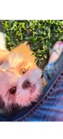 Bella- beautiful RED girl, a female Shih Tzu for sale in San Marcos, TX – 3 of 7