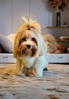 Cash- SWEETHEART maltipoo 💜, a male Maltipoo for sale in Austin, TX – Photo 2 of 8