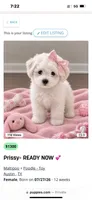 Isabella- Dollbaby💕💕💯, a female Maltipoo and Poodle - Toy  for sale in Austin, TX – 2 of 2