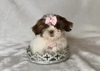 Lainey - TINY Alert 🔥🔥, a female Shih Tzu for sale in San Antonio, TX – 8 of 10
