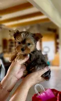 PEPPER- TINY MERLE💯 blue sparkle eye💙, a female Yorkshire Terrier for sale in Austin, TX – 2 of 3