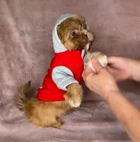 Bailey- golden Sweetheart 🔥❤️🔥, a male Shih Tzu for sale in San Antonio, TX – 6 of 8