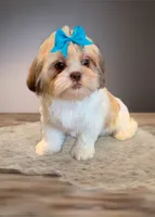 Bella- beautiful RED girl, a female Shih Tzu for sale in San Marcos, TX – 4 of 7