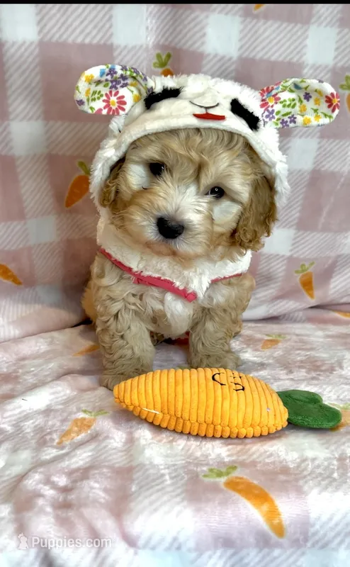 Wyatt-  Beautiful Boy 🔥 – Maltipoo, Maltese puppy for sale in San Antonio, TX