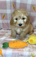 Wyatt-  Beautiful Boy 🔥, a male Maltipoo and Maltese for sale in San Antonio, TX – Photo 3 of 5