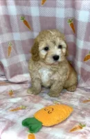 Wyatt-  Beautiful Boy 🔥, a male Maltipoo and Maltese for sale in San Antonio, TX – Photo 4 of 5
