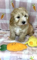 Wyatt-  Beautiful Boy 🔥, a male Maltipoo and Maltese for sale in San Antonio, TX – Photo 2 of 5