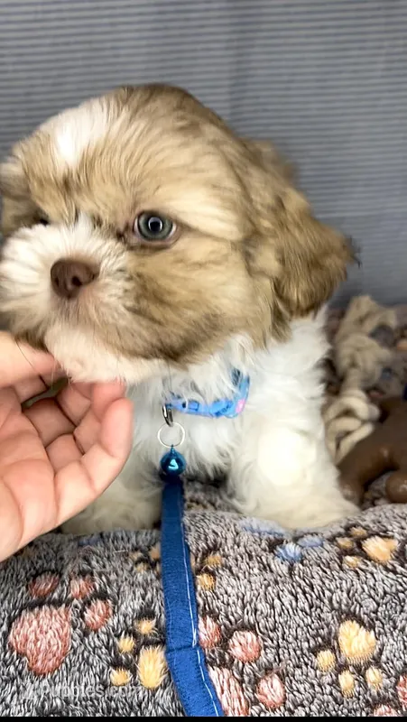 BLUEY- SMALL & Beautiful EYES 💙 – Shih Tzu puppy for sale in San Antonio, TX