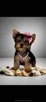 Tiffani- Small Sweet Girl 💕, a female Yorkshire Terrier for sale in San Marcos, TX – 3 of 5